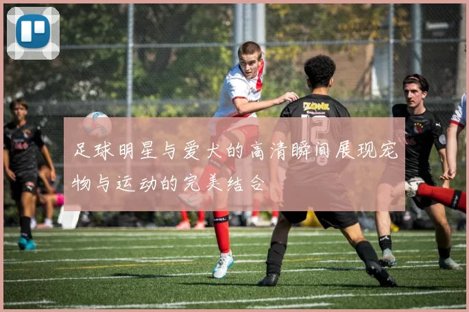 足球明星与爱犬的高清瞬间展现宠物与运动的完美结合